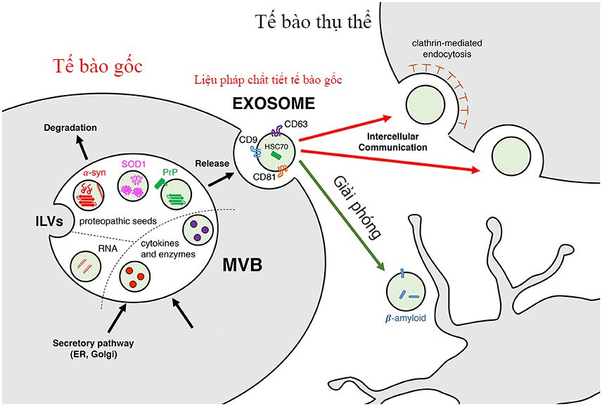 Meso Exosome - Công nghệ tiên tiến nhất trong da liễu thẩm mỹ hiện nay